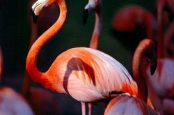 West Indian Pink Flamingo